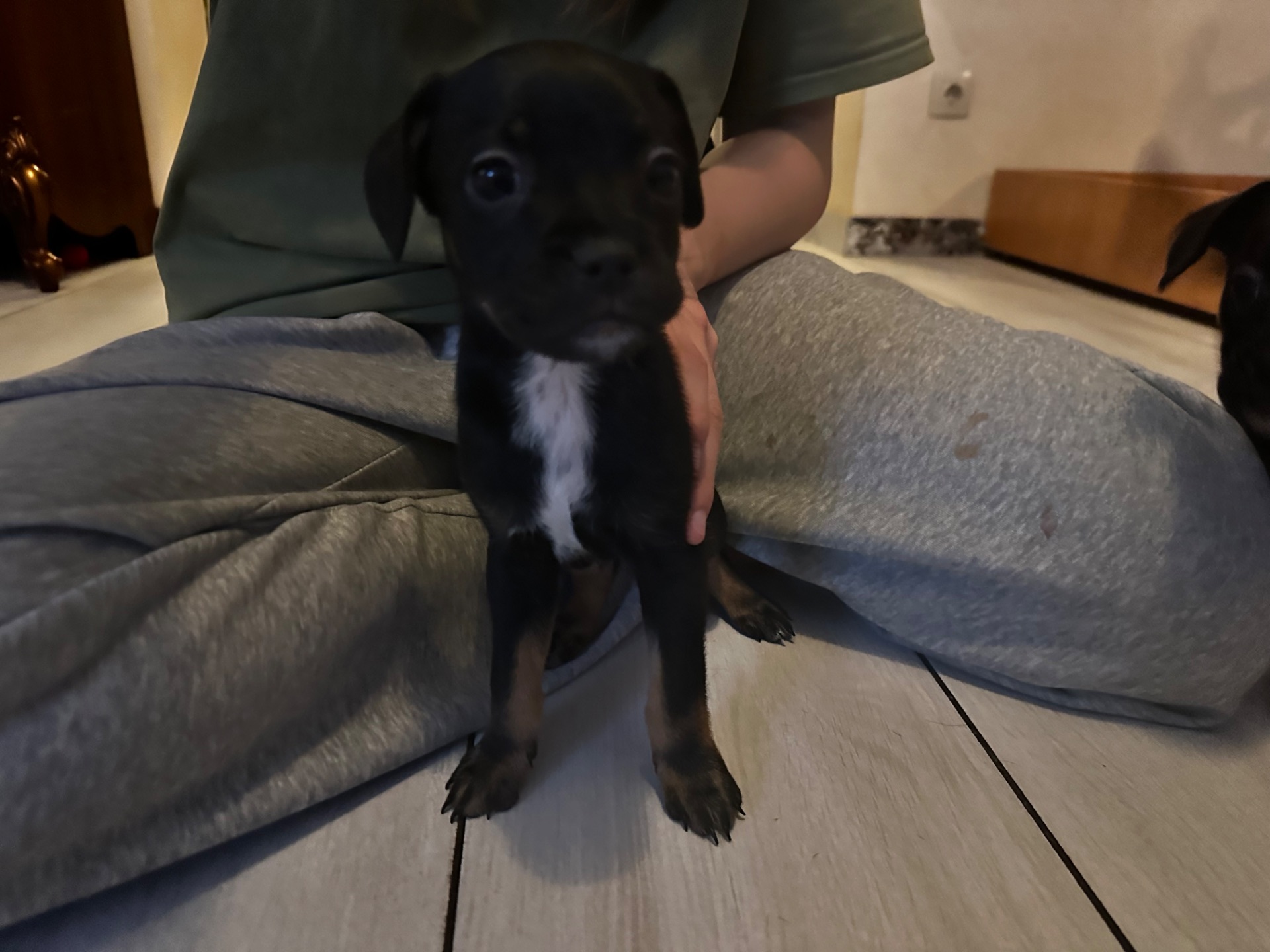 щенки французкого Бульдога (помесь)