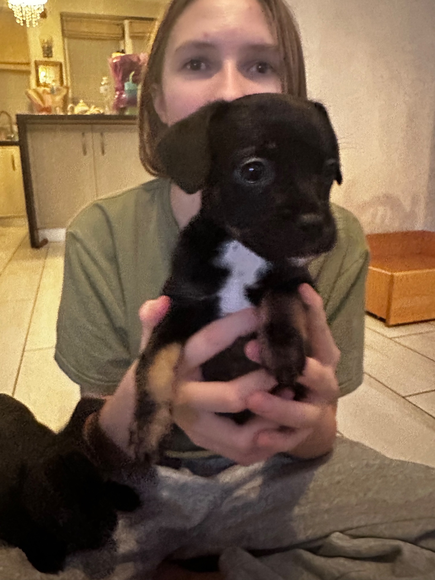 щенки французкого Бульдога (помесь)