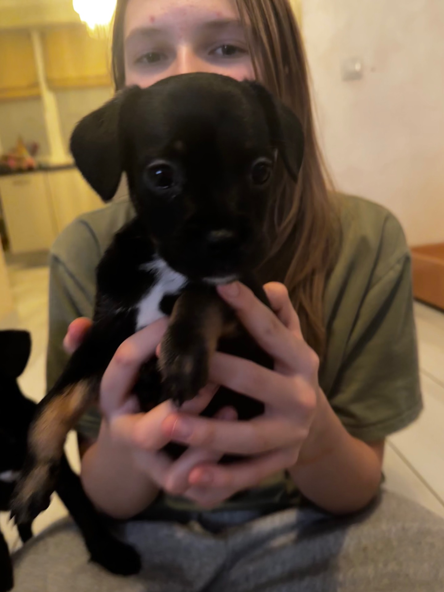 щенки французкого Бульдога (помесь)