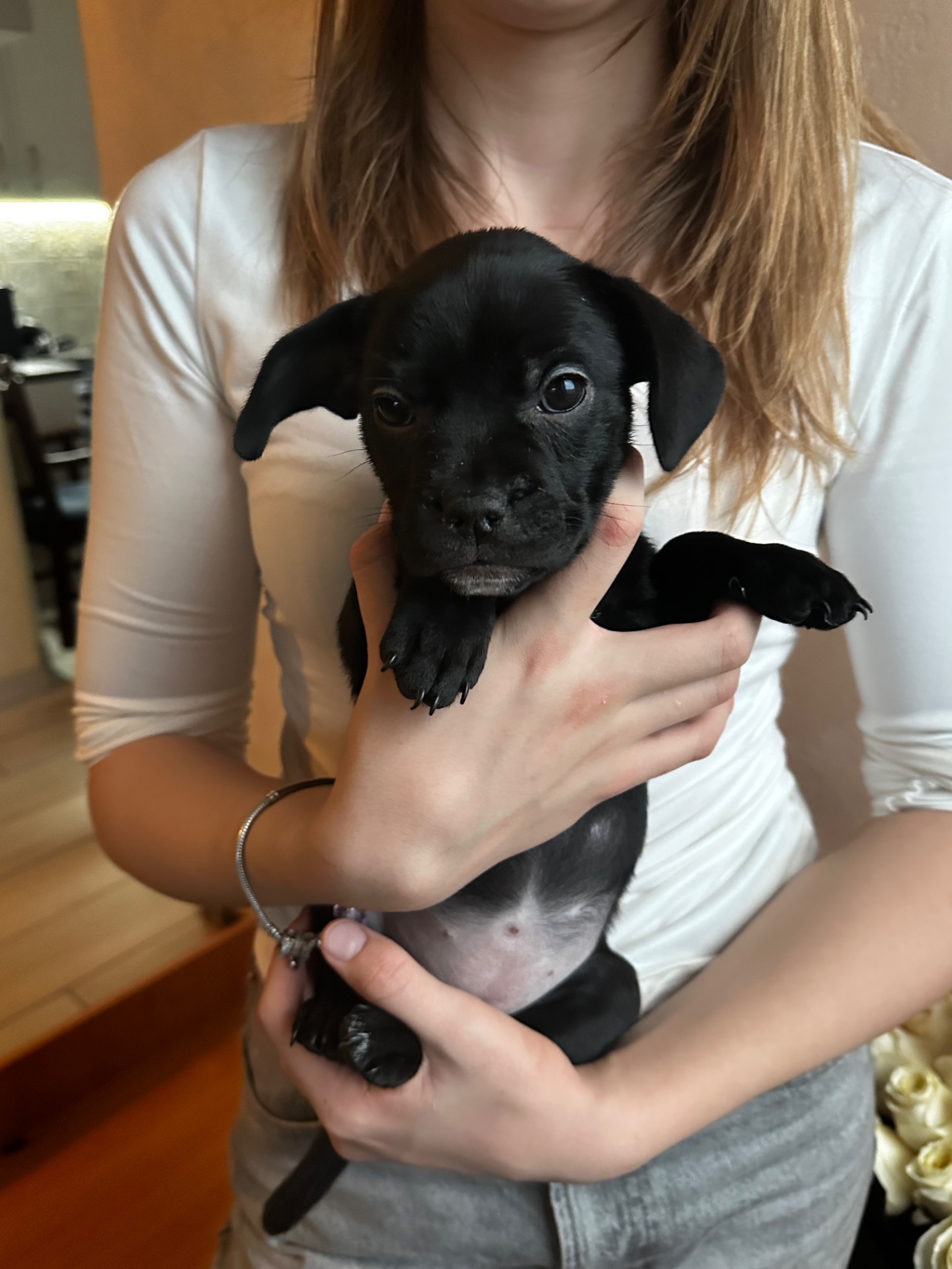 щенки французкого Бульдога (помесь)