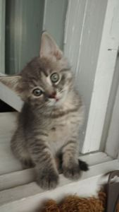Кошеня, дівчинка 3 місяці