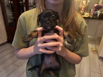 щенки французкого Бульдога (помесь)