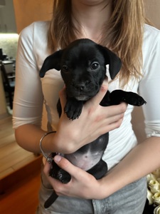 щенки французкого Бульдога (помесь)