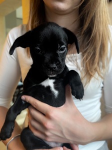 щенки французкого Бульдога (помесь)