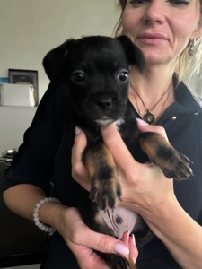 щенки французкого Бульдога (помесь)