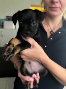 щенки французкого Бульдога (помесь)