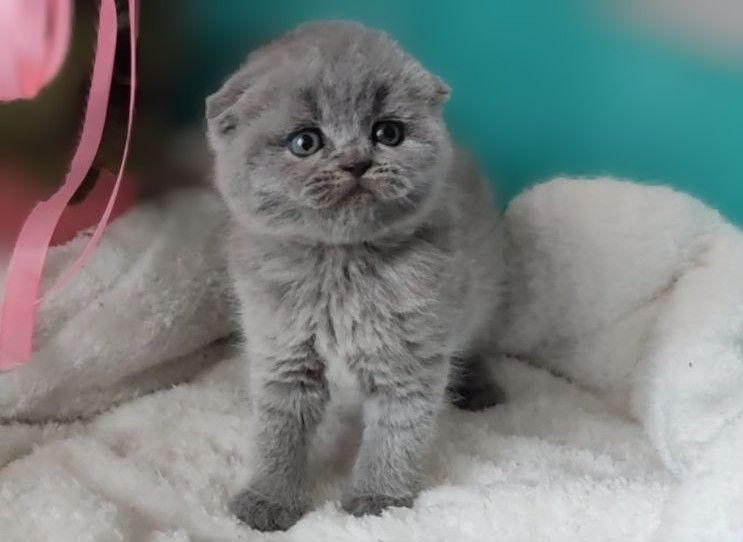 Скоттіш фолд