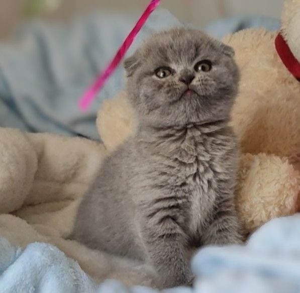 Скоттіш фолд