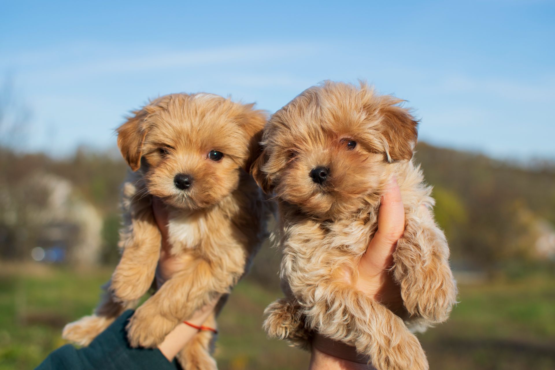 Міні пупсики крові Китай