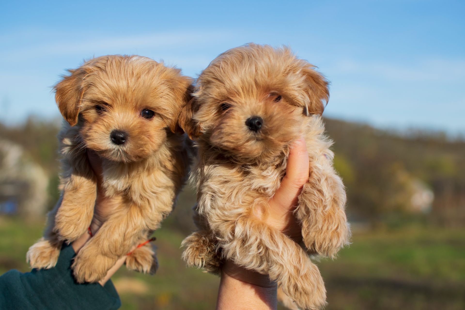 Міні пупсики крові Китай