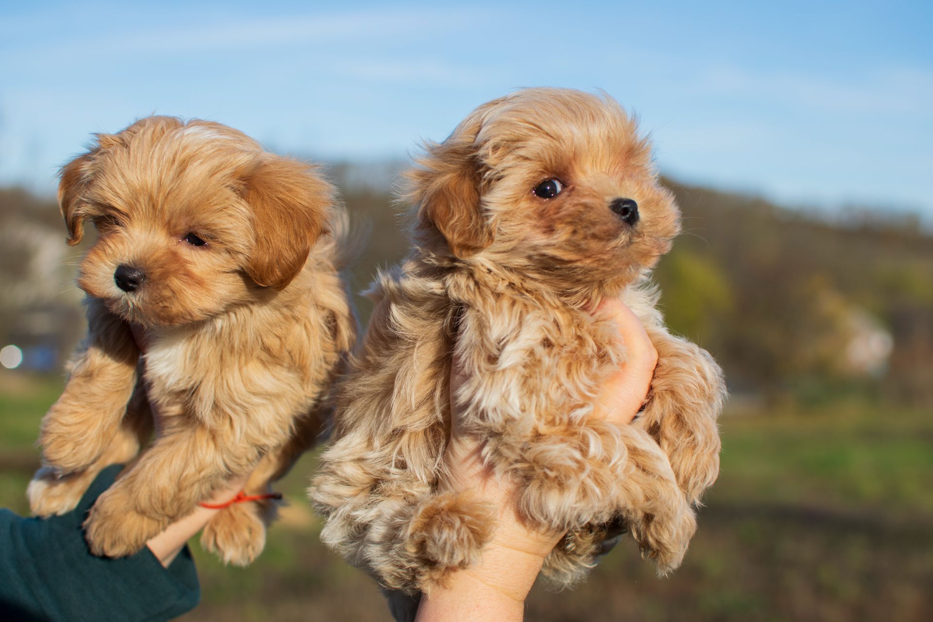 Міні пупсики крові Китай