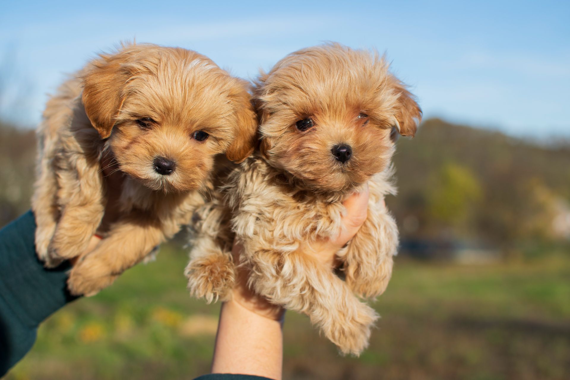 Міні пупсики крові Китай