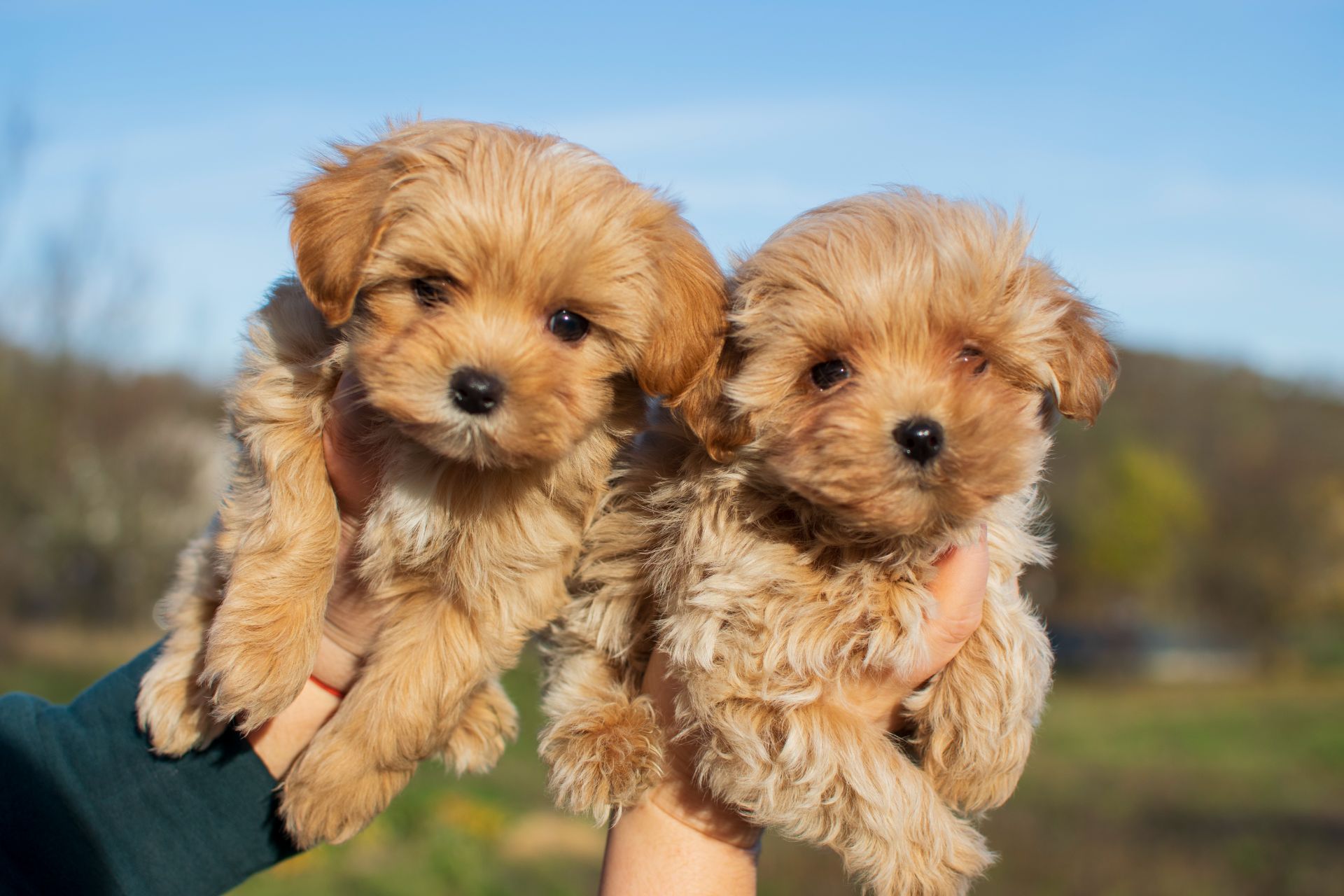 Міні пупсики крові Китай