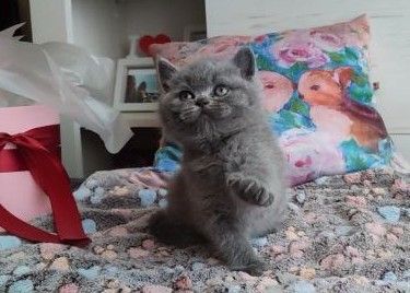 Шотландські кошенята