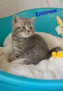 Шотландські кошенята