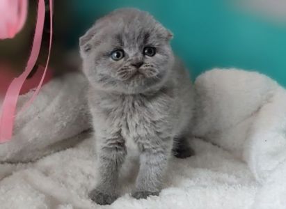 Скоттіш фолд