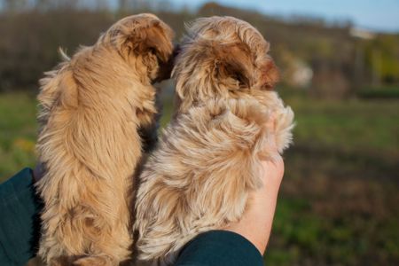 Міні пупсики крові Китай