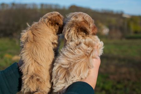 Міні пупсики крові Китай