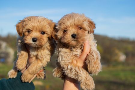 Міні пупсики крові Китай