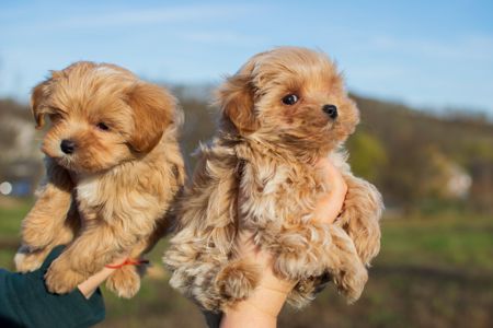 Міні пупсики крові Китай