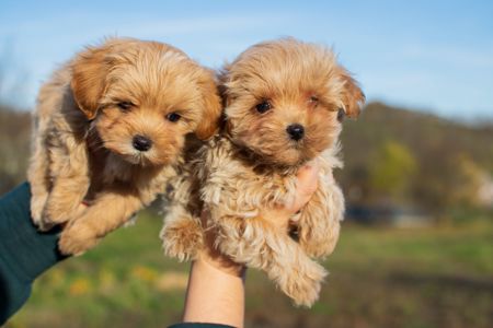 Міні пупсики крові Китай