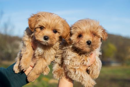 Міні пупсики крові Китай