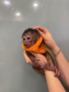 Грайливий мангобей