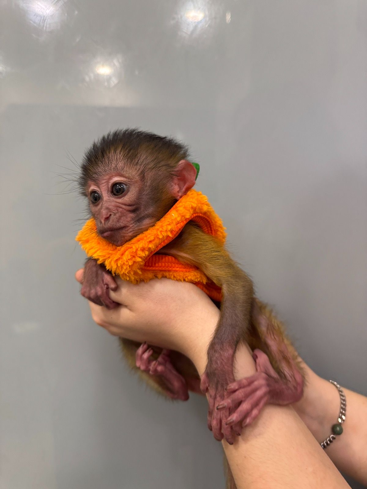 Грайливий мангобей