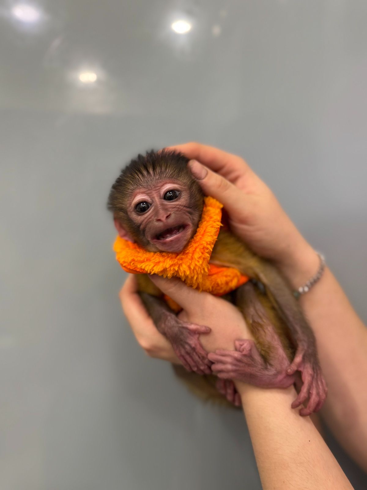 Грайливий мангобей