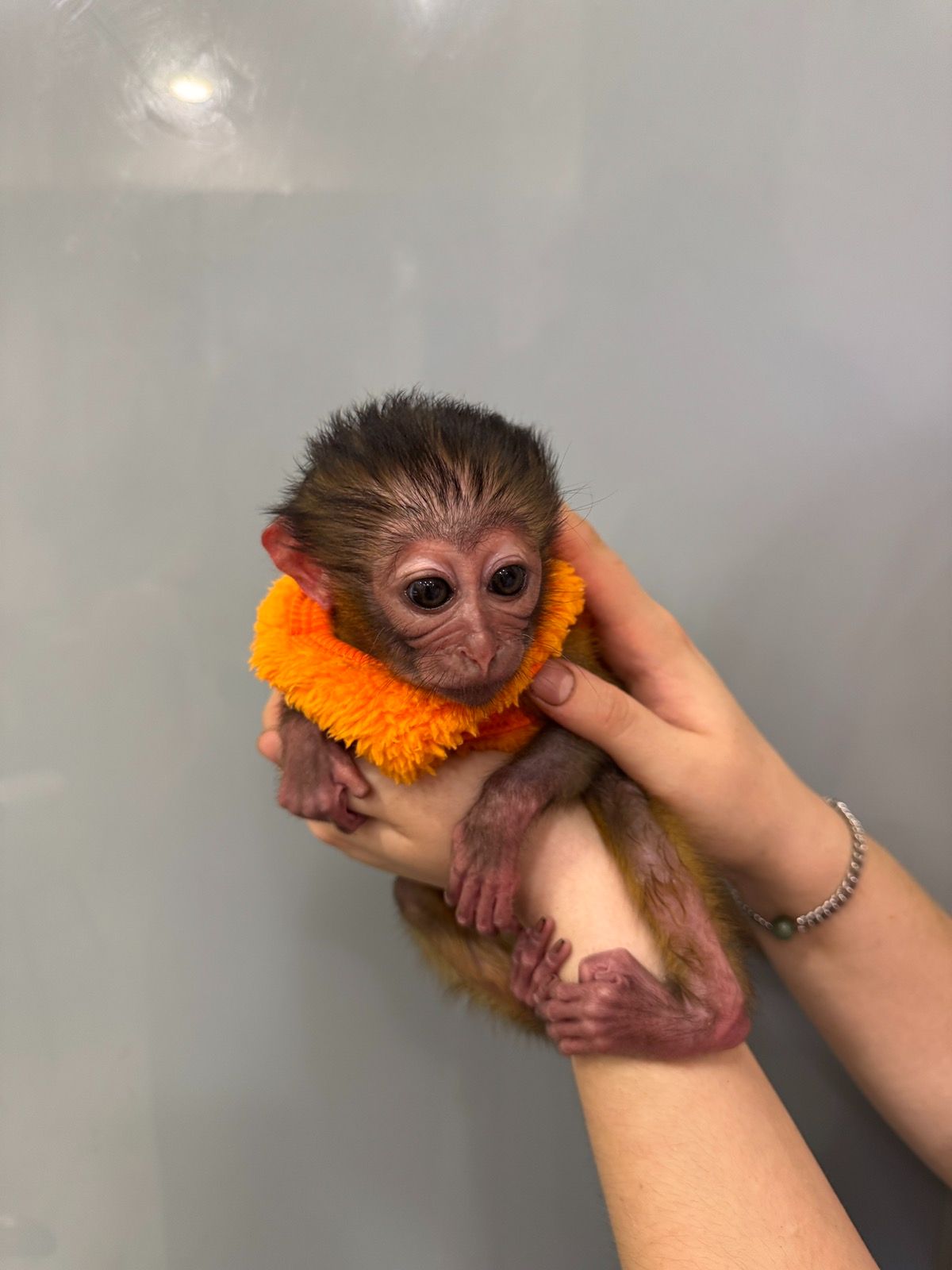 Грайливий мангобей