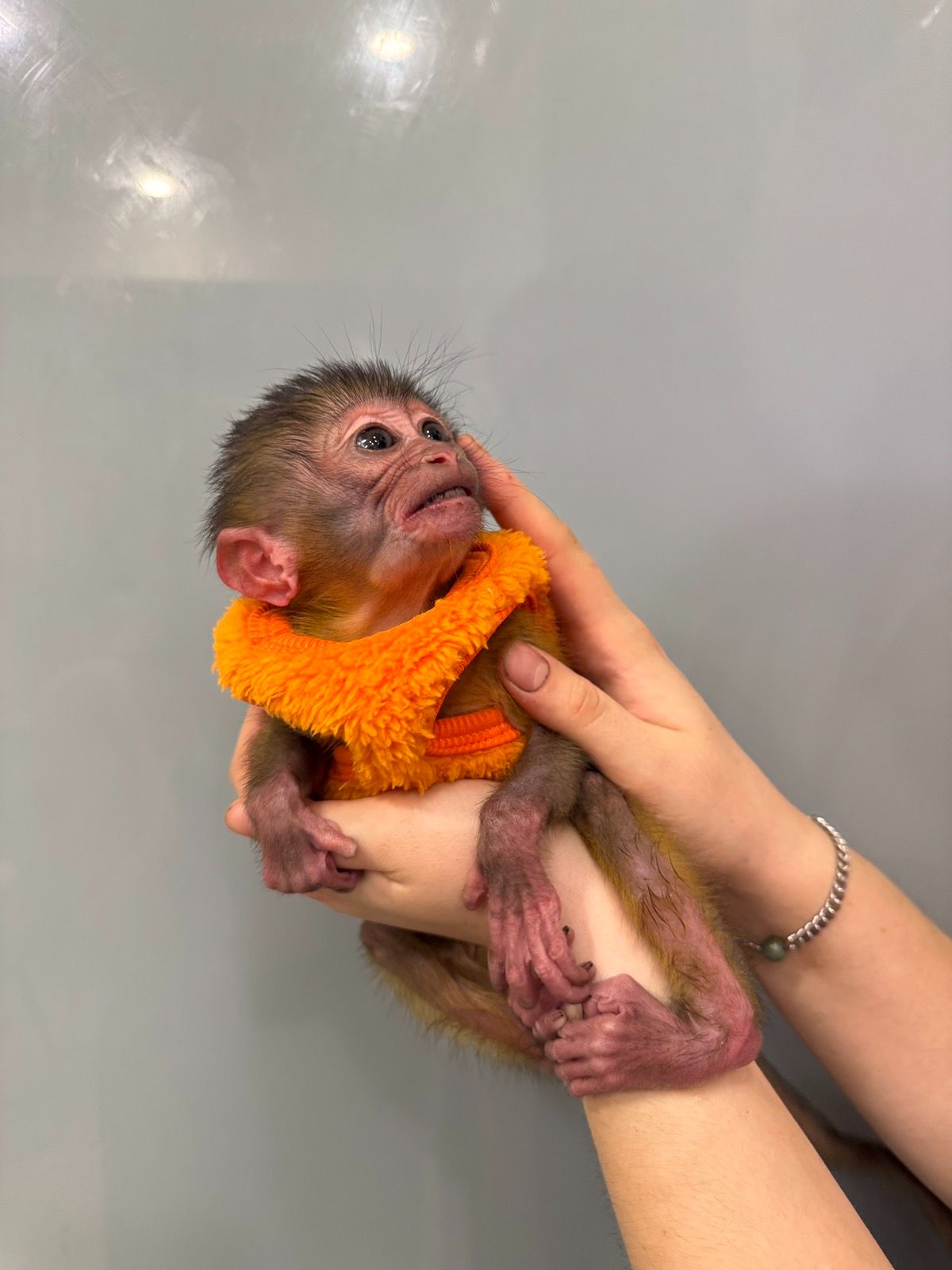 Грайливий мангобей