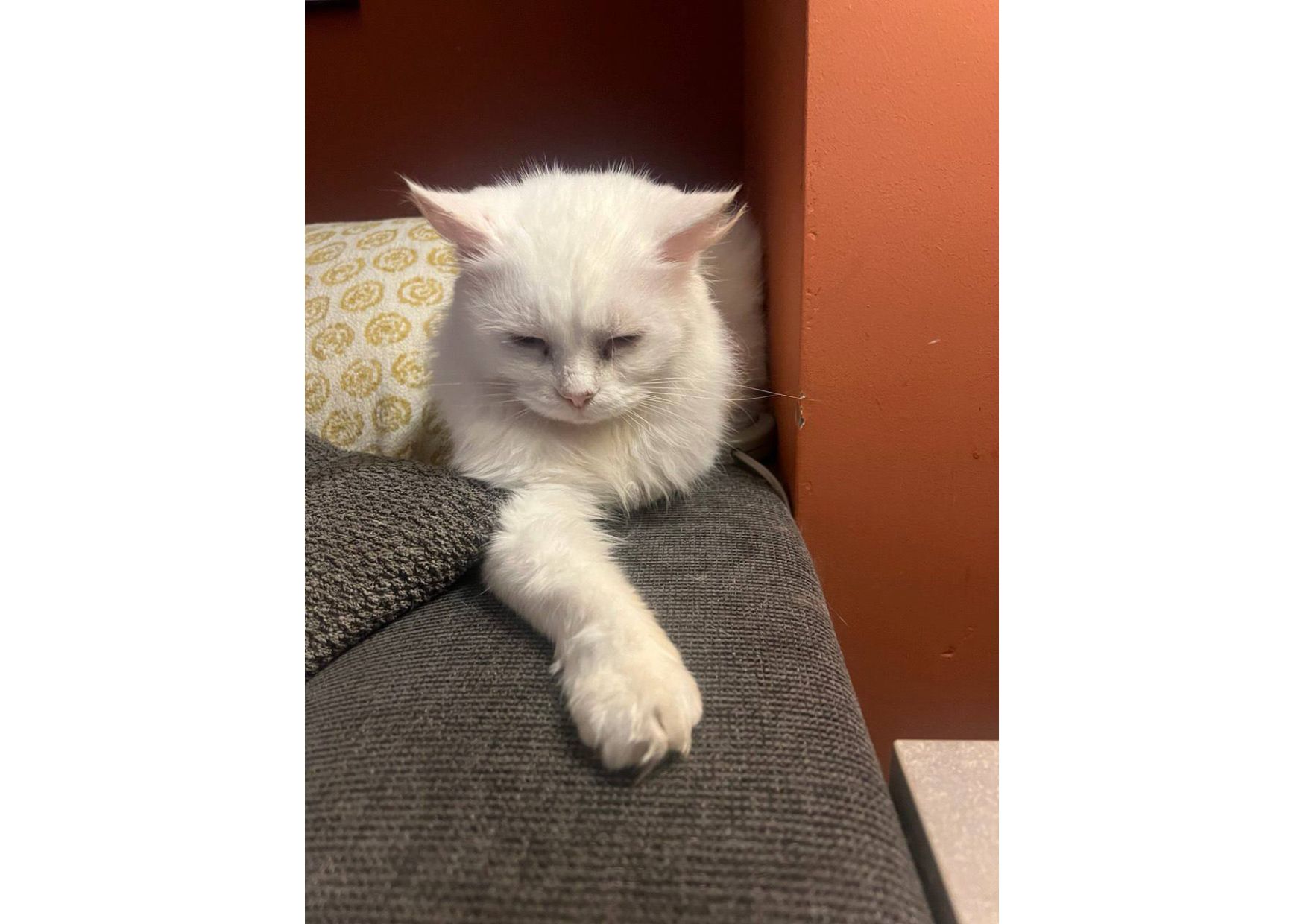 Неймовірна білосніжна кішечка шукає дім!