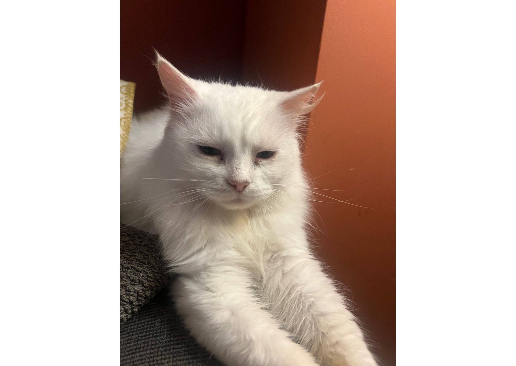 Неймовірна білосніжна кішечка шукає дім!