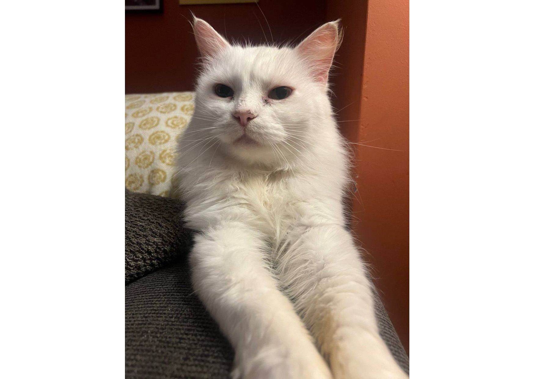 Неймовірна білосніжна кішечка шукає дім!