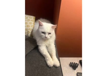 Неймовірна білосніжна кішечка шукає дім!