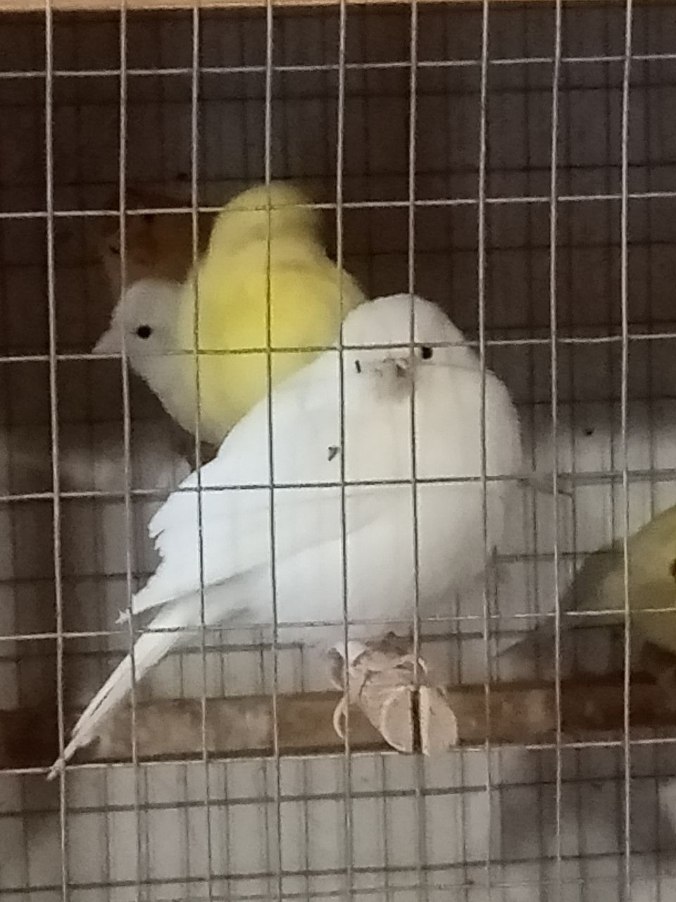 Продам певучих кенарей