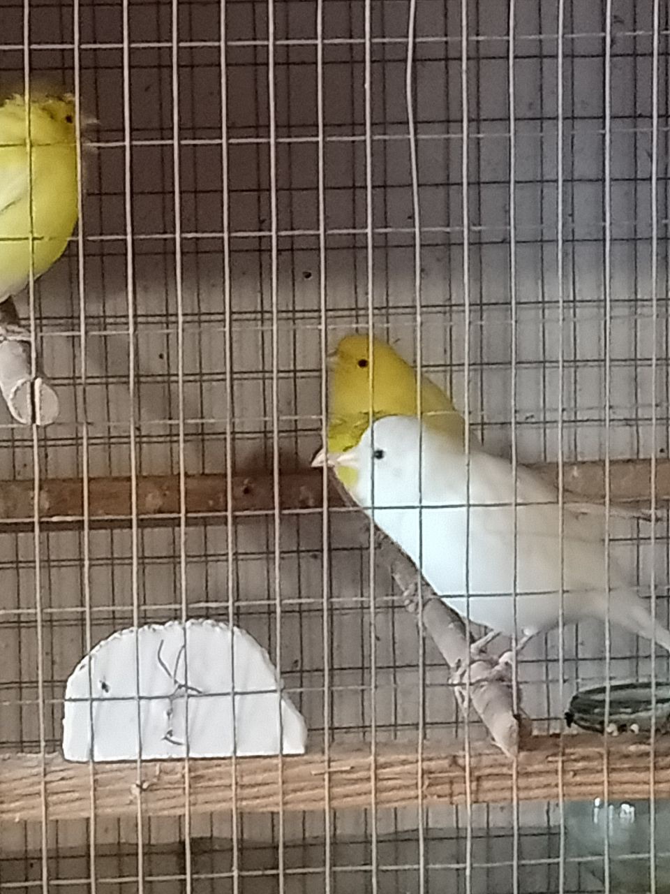 Продам певучих кенарей