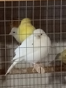 Продам певучих кенарей