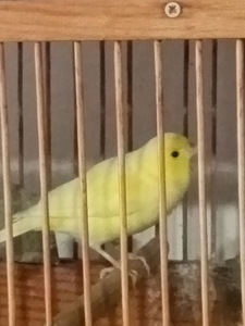 Продам певучих кенарей