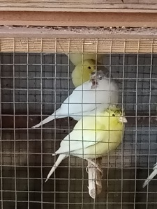 Продам певучих кенарей