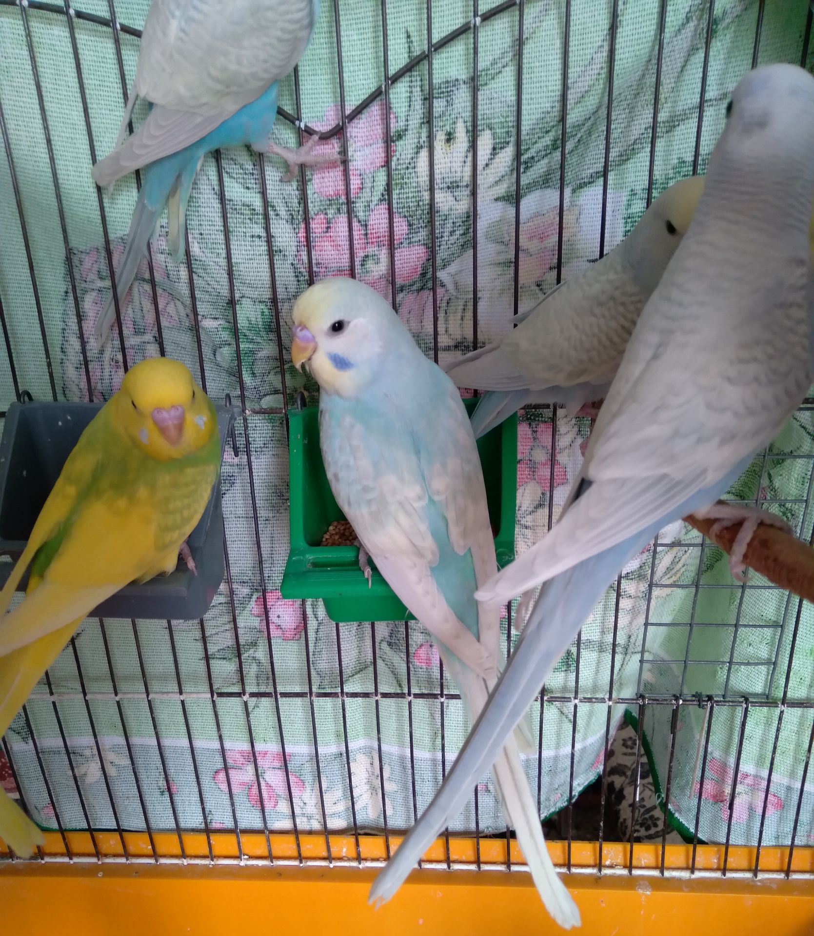 Волнистые попугаи. Птенчики. Розница и Опт