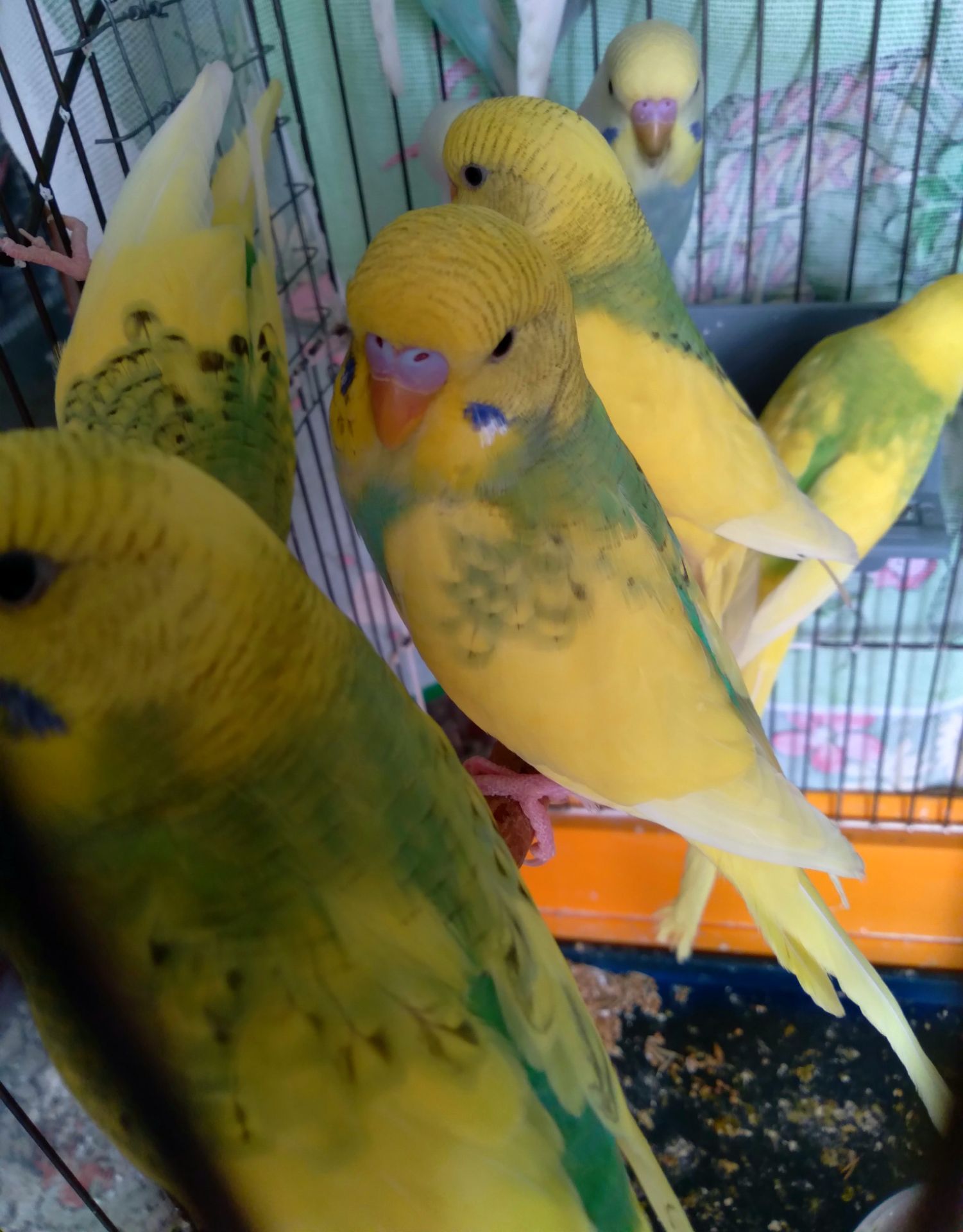 Волнистые попугаи. Птенчики. Розница и Опт