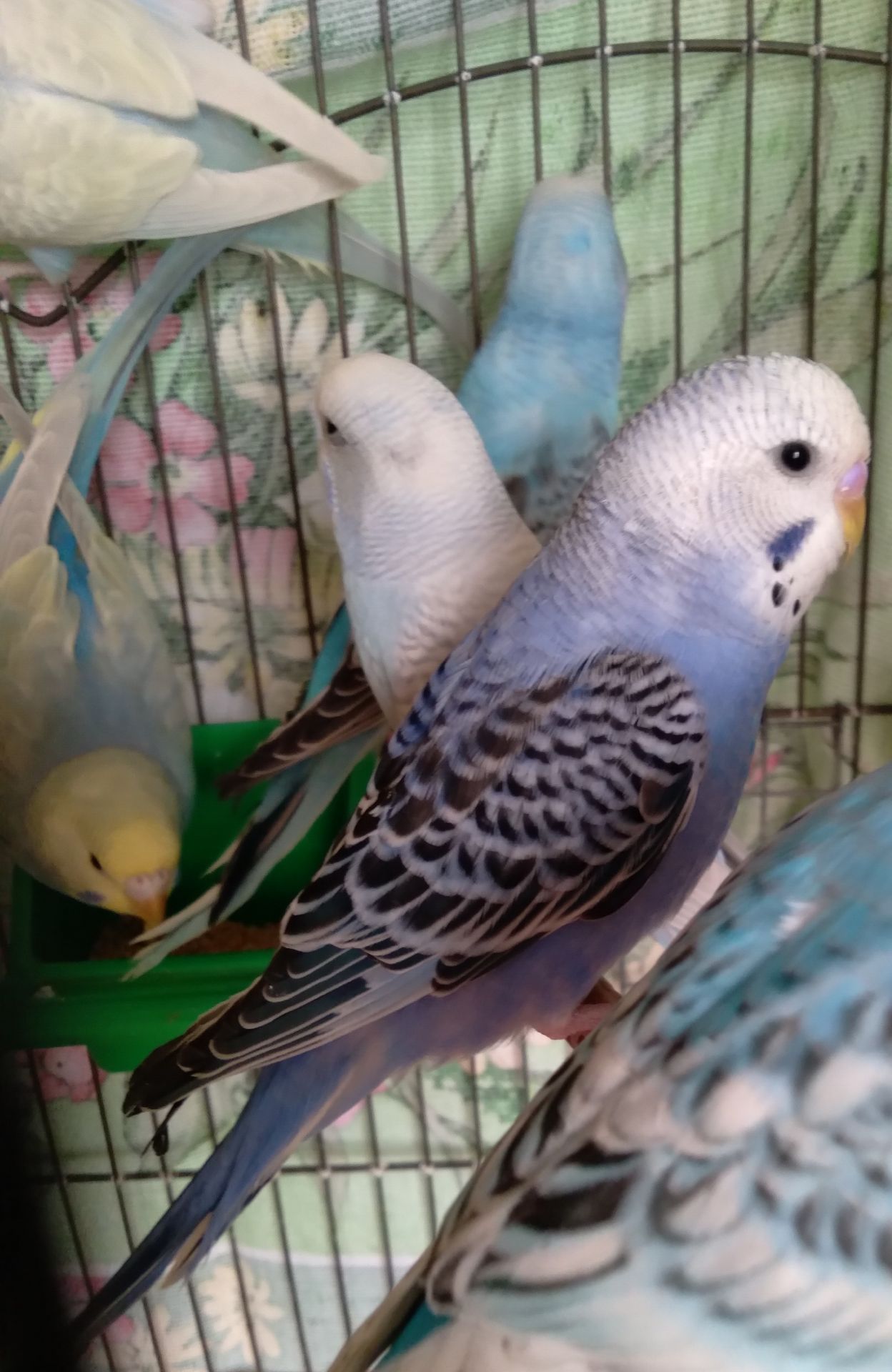 Волнистые попугаи. Птенчики. Розница и Опт