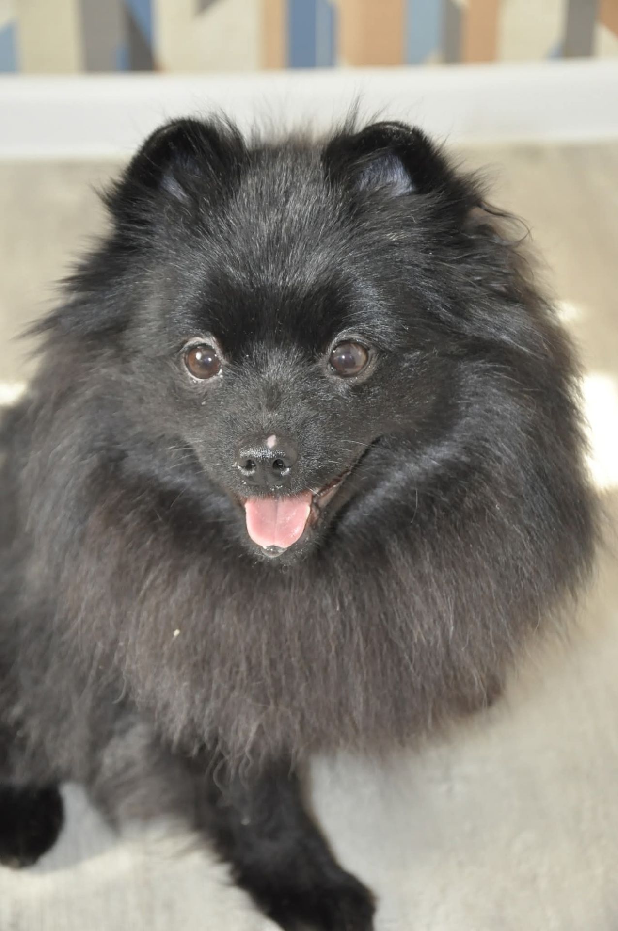 Девочка шпиц, 10 месяцев