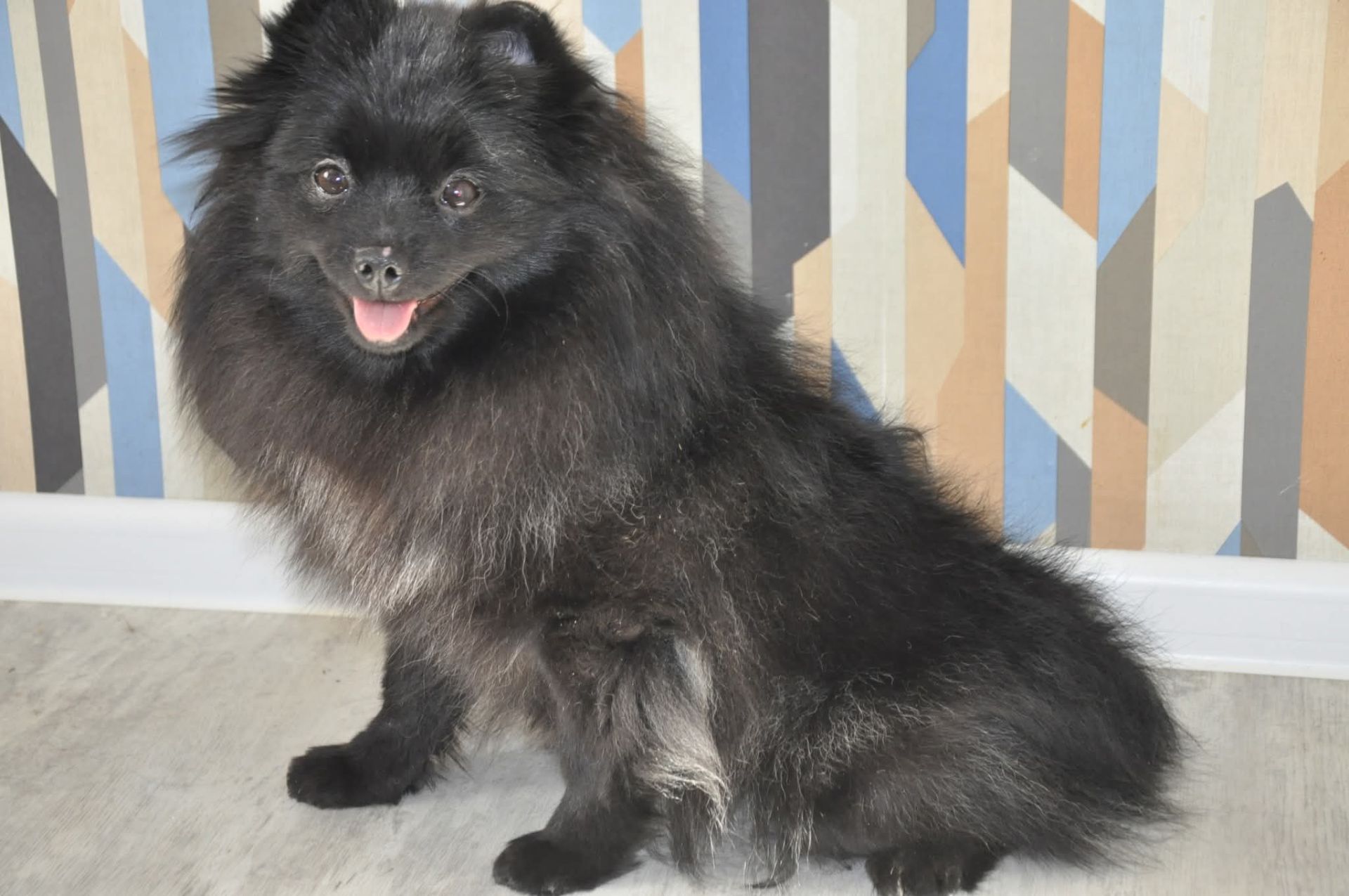 Девочка шпиц, 10 месяцев