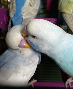 Волнистые попугаи. Птенчики. Розница и Опт