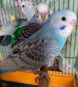 Волнистые попугаи. Птенчики. Розница и Опт