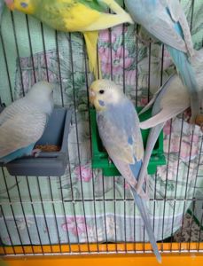 Волнистые попугаи. Птенчики. Розница и Опт
