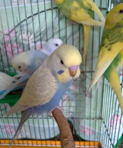 Волнистые попугаи. Птенчики. Розница и Опт