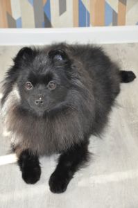 Девочка шпиц, 10 месяцев